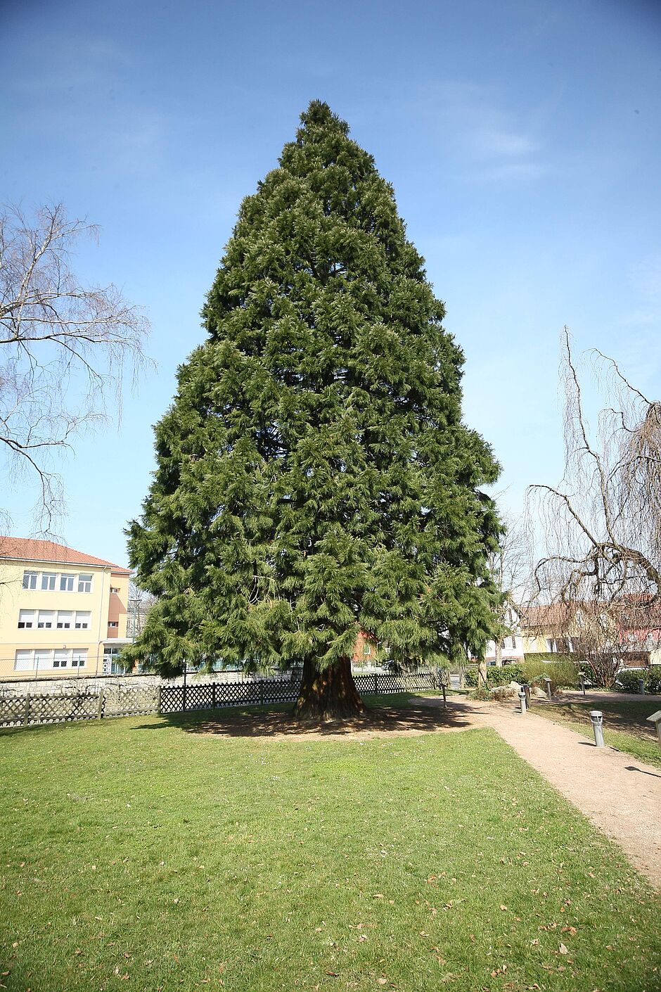 Jardin des 5 sens, Sequoiadendron giganteum. - Agrandir l'image, . 0octets (fenêtre modale)