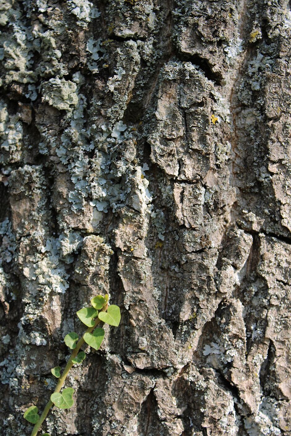 Photo de l'écorce d'un Fraxinus excelsior promenades d'Essert. - Agrandir l'image, . 0octets (fenêtre modale)