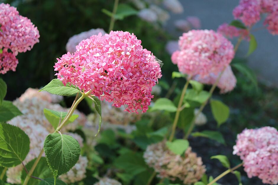 Gros plan sur la fleur d'hydrangea. Photo prise le 2 juillet 2018. - Agrandir l'image, . 0octets (fenêtre modale)