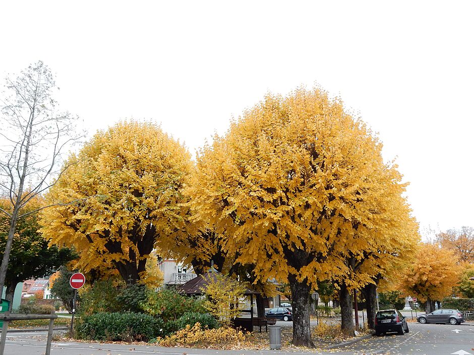 Place Saget, Tilleuls à l'automne. - Agrandir l'image, . 0octets (fenêtre modale)