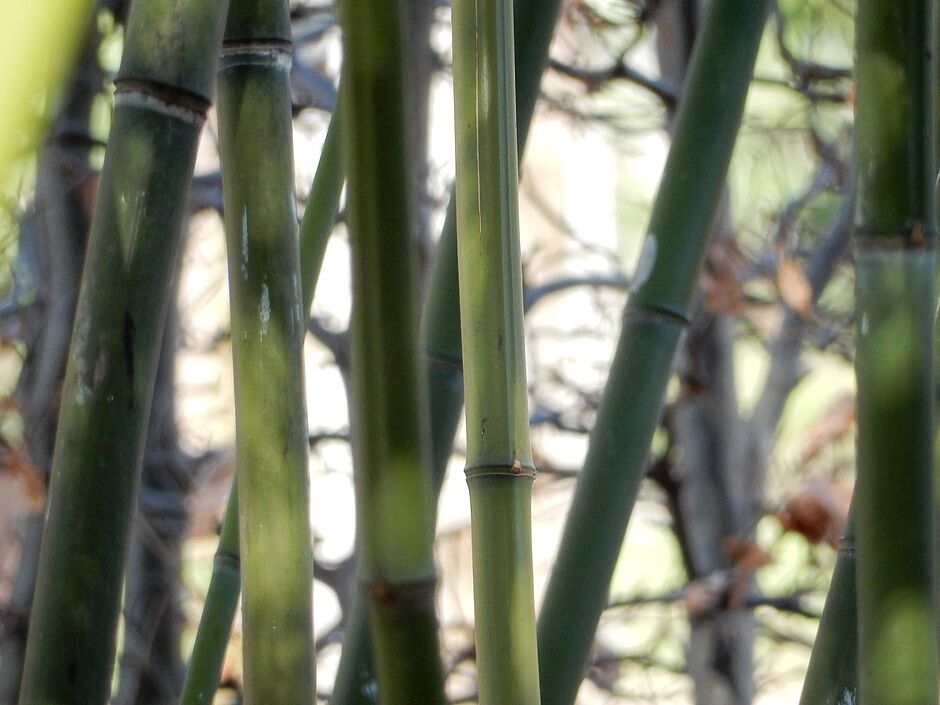 Photo de bambous dans la Donation Maurice Jardot située à côté du square Emile Lechten. - Agrandir l'image, . 0octets (fenêtre modale)