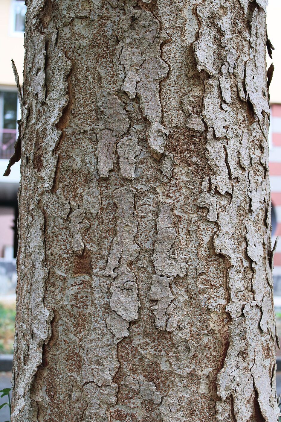 Photo de l'écorce d'un Zelkova rue Marcel Paul. - Agrandir l'image, . 0octets (fenêtre modale)