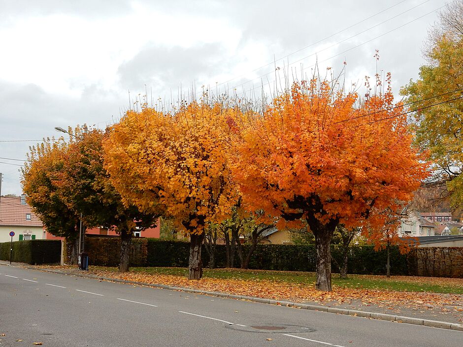 Place Saget, Érables à l'automne. - Agrandir l'image, . 0octets (fenêtre modale)