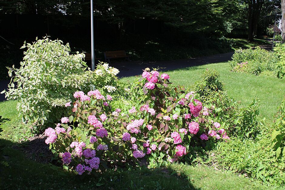 Hydrangea en fleurs sous Pin noir d’Autriche du square Marcel Braun. Photo prise le 2 juillet 2018. - Agrandir l'image, . 0octets (fenêtre modale)