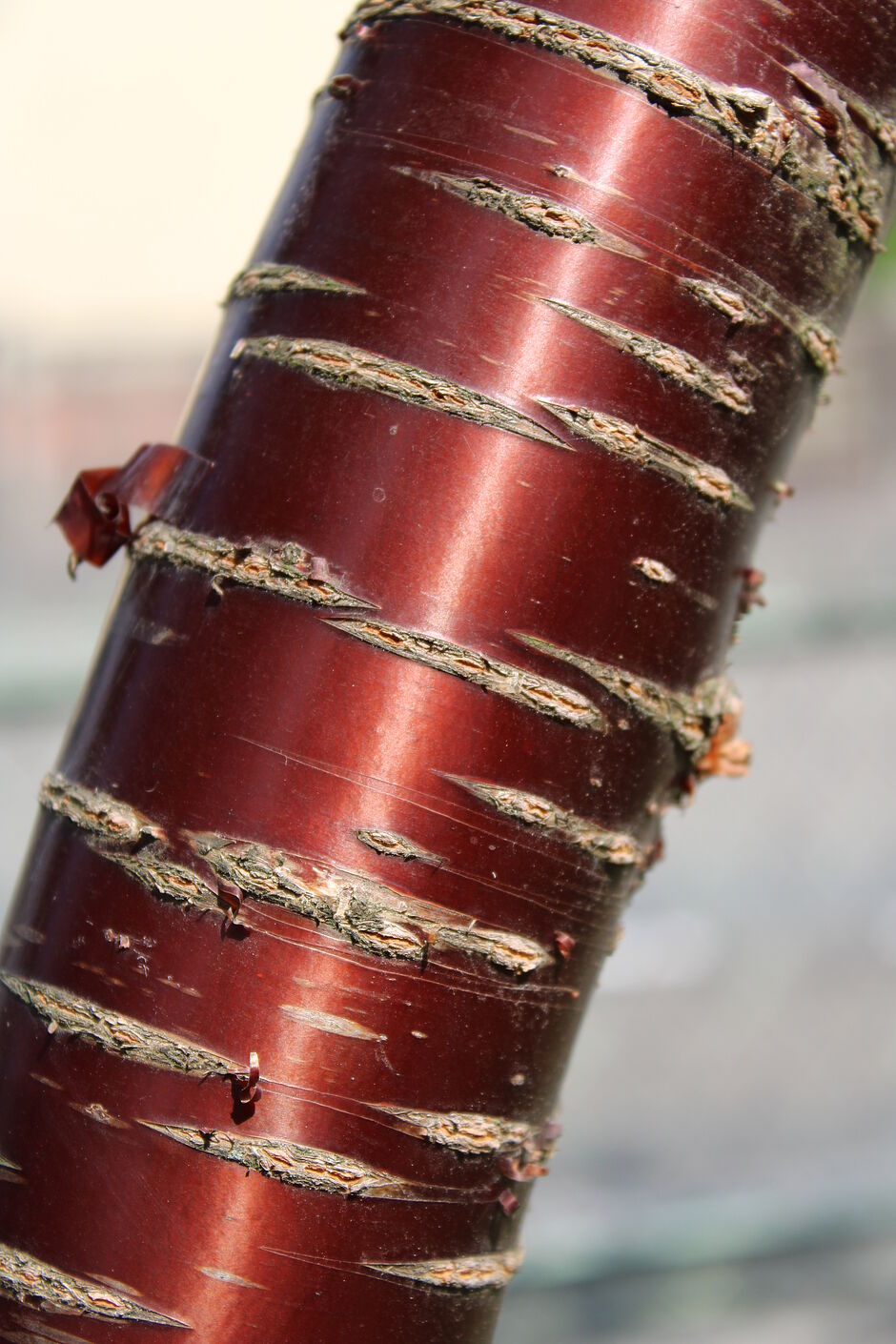 Photo de l'écorce d'un Prunus serrula au square des 5 sens. - Agrandir l'image, . 0octets (fenêtre modale)