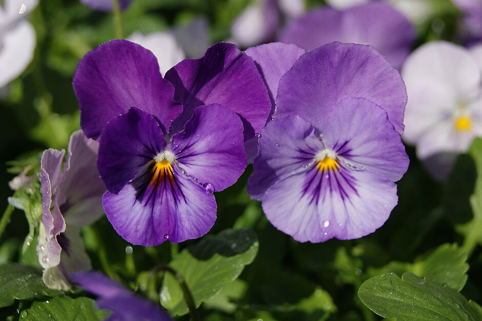 Détails de la pensée PANOLA LILAC SHADES (teinte lilas). Photo prise le 27 septembre 2018. - Agrandir l'image, . 0octets (fenêtre modale)