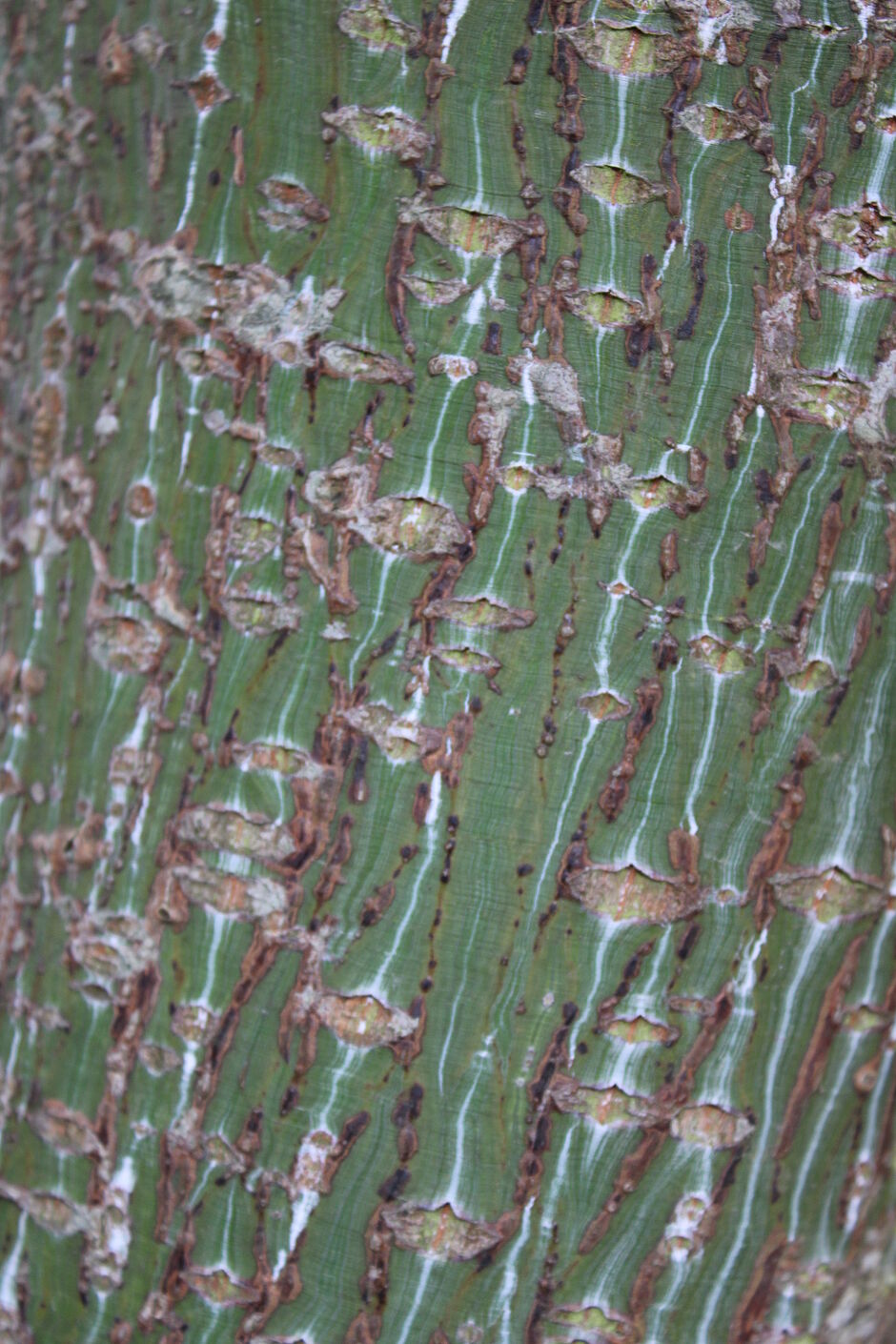 Photo d'une écorce d'un Acer capillipes situé dans le square Carlos Bohn (Roseraie). - Agrandir l'image, . 0octets (fenêtre modale)