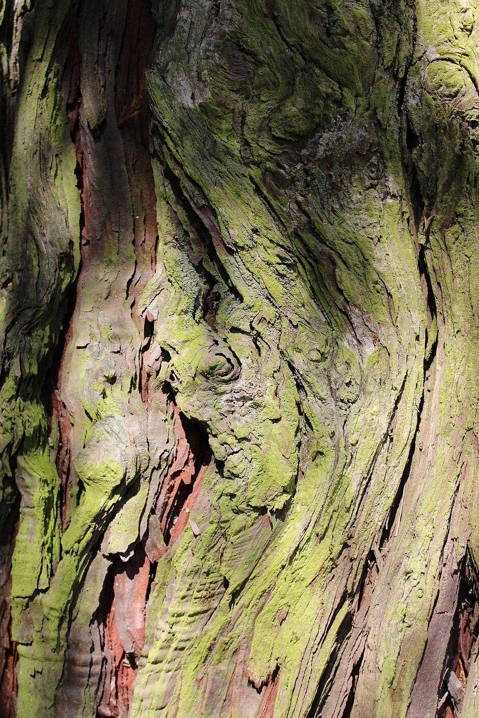 Photo de l'écorce d'un Calocedrus decurrens place Jean-Baptiste Saget. - Agrandir l'image, . 0octets (fenêtre modale)