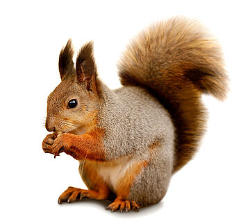 Eurasian red squirrel in front of a white background