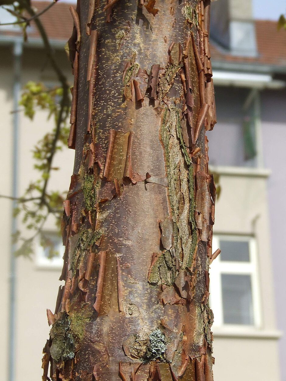 Photo de l'écorce d'un Acer griseum square du Vélodrome quartier Belfort Nord. - Agrandir l'image, . 0octets (fenêtre modale)