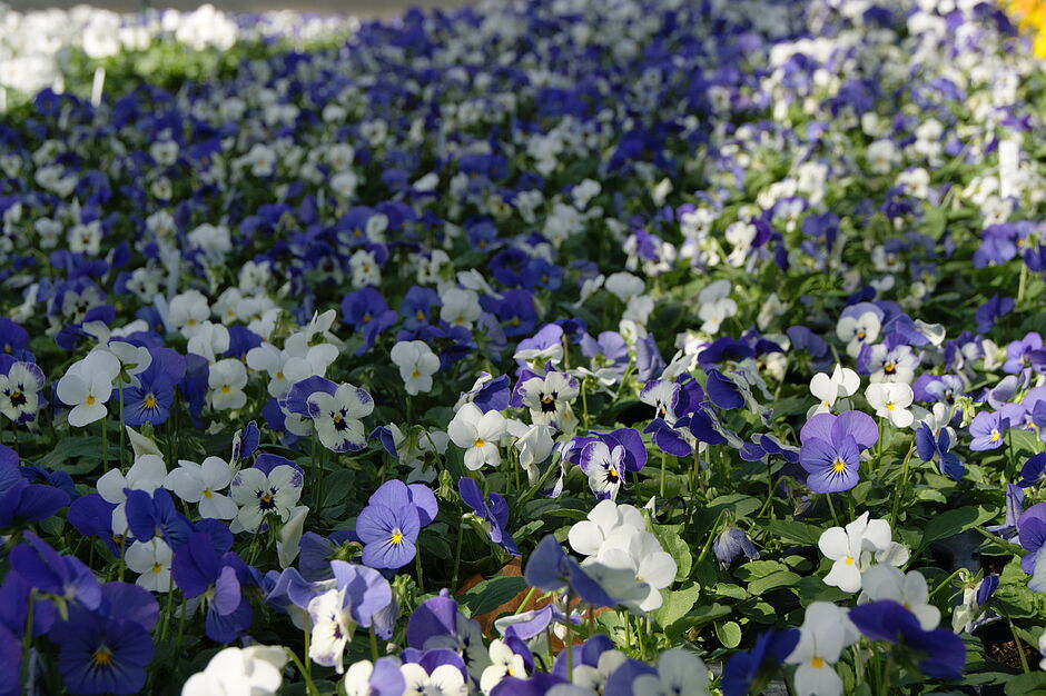 Pensées PANOLA BABY BOY MIX (mélange bleu & blanc). Photo prise le 27 septembre 2018. - Agrandir l'image, . 0octets (fenêtre modale)