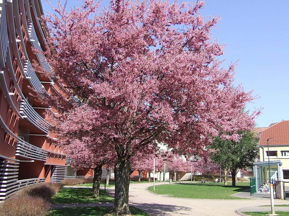 Quartier Bougenel, Prunus. - Agrandir l'image, . 0octets (fenêtre modale)