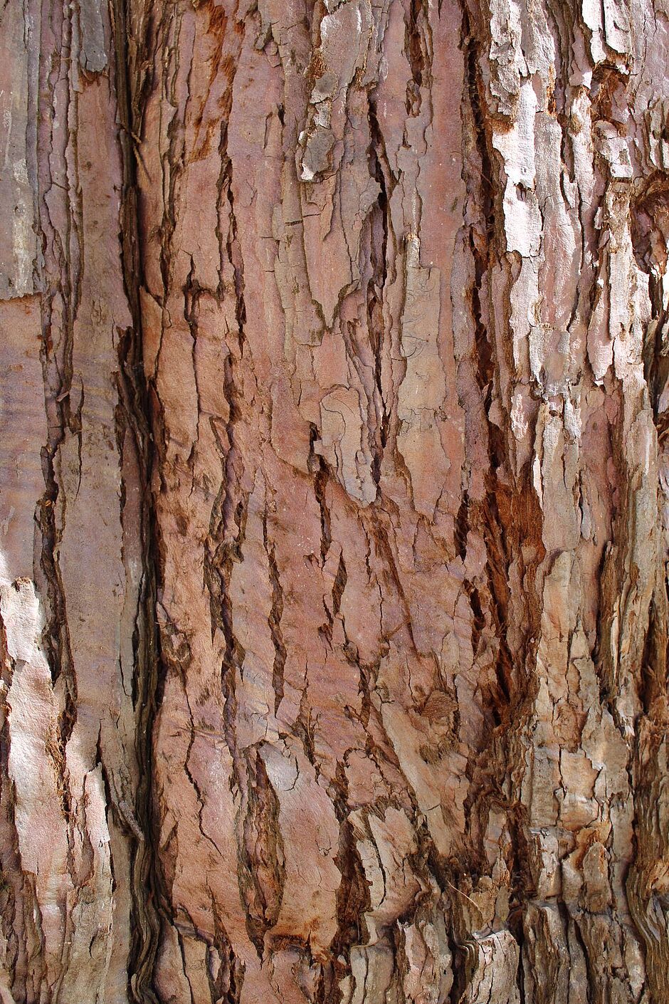 Photo de l'écorce d'un Sequoia square du Colonel Albert Schmidt. - Agrandir l'image, . 0octets (fenêtre modale)