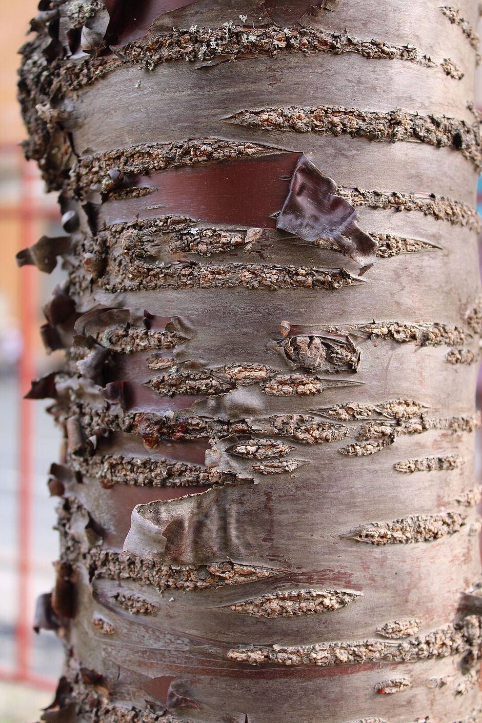 Photo d'une écorce d'un Prunus situé dans le square Carlos Bohn (Roseraie). - Agrandir l'image, . 0octets (fenêtre modale)