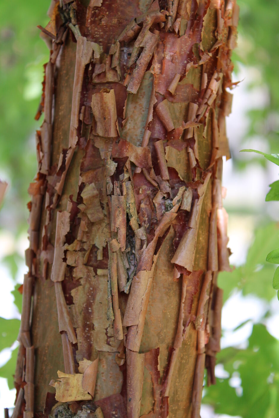 Photo de l'écorce d'un Acer griseum square du Souvenir. - Agrandir l'image, . 0octets (fenêtre modale)