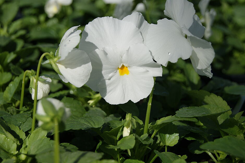 Détails de la pensée PANOLA PANOLA WHITE  (blanc). Photo prise le 27 septembre 2018. - Agrandir l'image, . 0octets (fenêtre modale)