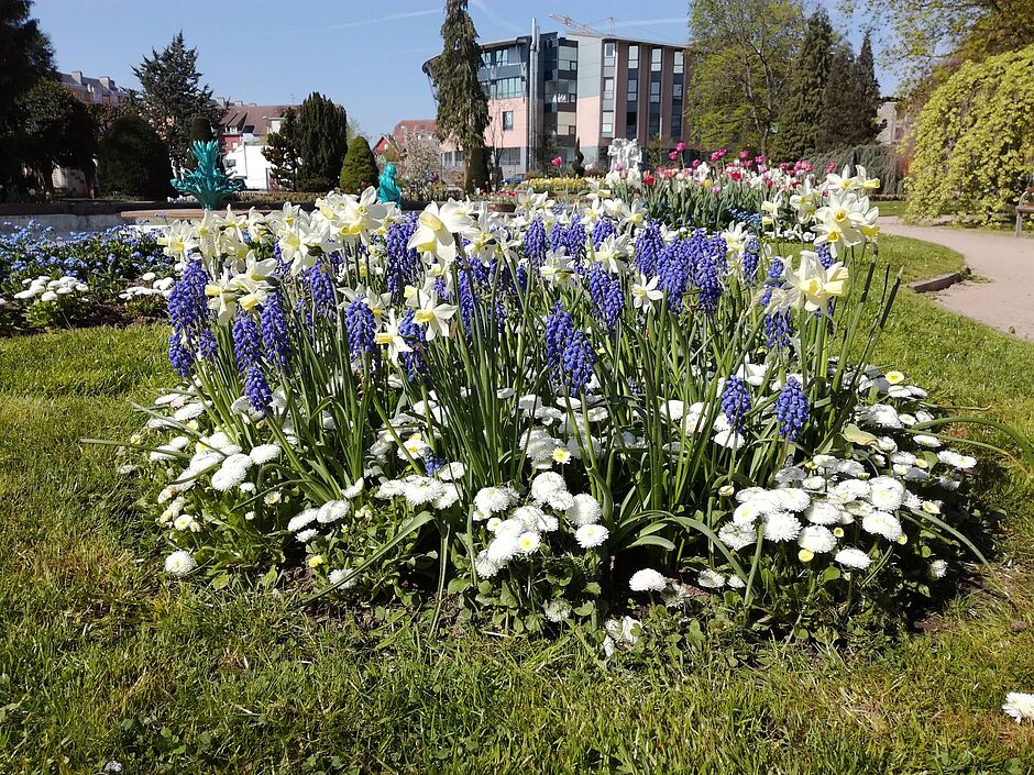 Massif fleuri, bassin du square Émile Lechten. - Agrandir l'image, . 0octets (fenêtre modale)