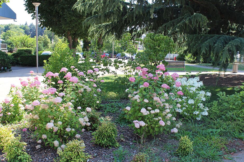 Hydrangea sous le Cèdre de l’Atlas devant l’office de tourisme. Photo prise le 2 juillet 2018. - Agrandir l'image, . 0octets (fenêtre modale)