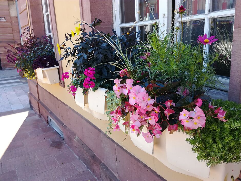 Ensemble de jardinières en place sur la façade de l'Hôtel de Ville. Avec au premier plan le Bégonia Mega Watt pink à feuillage bronze. Photo prise le 29 juin 2018. - Agrandir l'image, . 0octets (fenêtre modale)