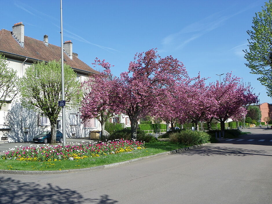 Massif fleuri et prunus Place Raymond Poincarré, Quartier de la Pépinière. - Agrandir l'image, . 0octets (fenêtre modale)