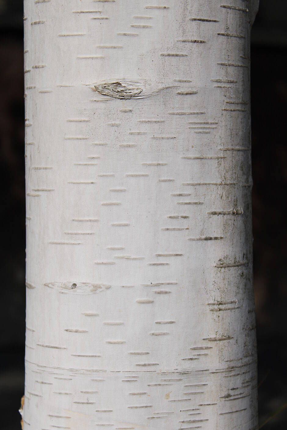 Photo de l'écorce d'un betula Avenue des Sciences. - Agrandir l'image, . 0octets (fenêtre modale)