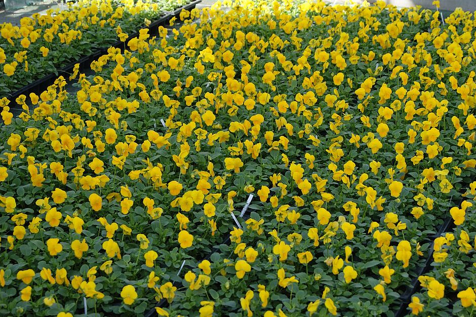 Une petite partie des quelques 1680 pensées PANOLA YELLOW (jaune). Photo prise le 27 septembre 2018. - Agrandir l'image, . 0octets (fenêtre modale)