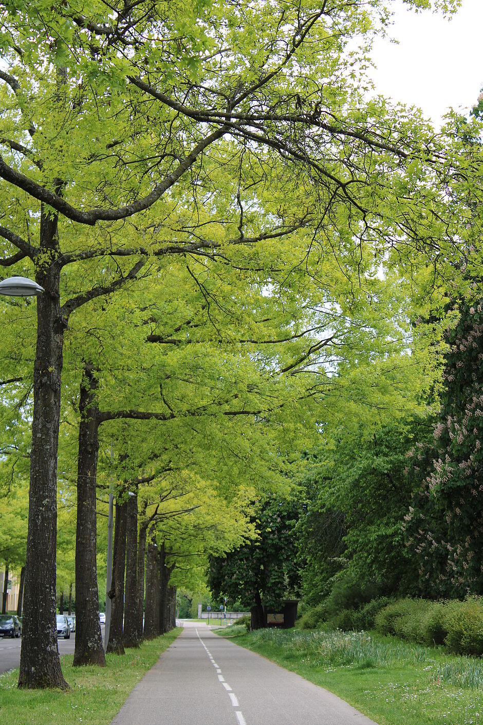 Avenue du Général Gambiez, Chênes des marais. - Agrandir l'image, . 0octets (fenêtre modale)