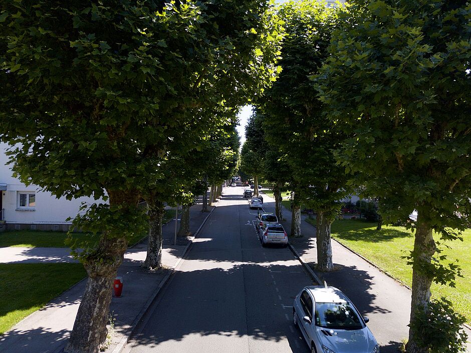 Avenue d'Alsace, Platanes à feuilles d'Érables. - Agrandir l'image, . 0octets (fenêtre modale)