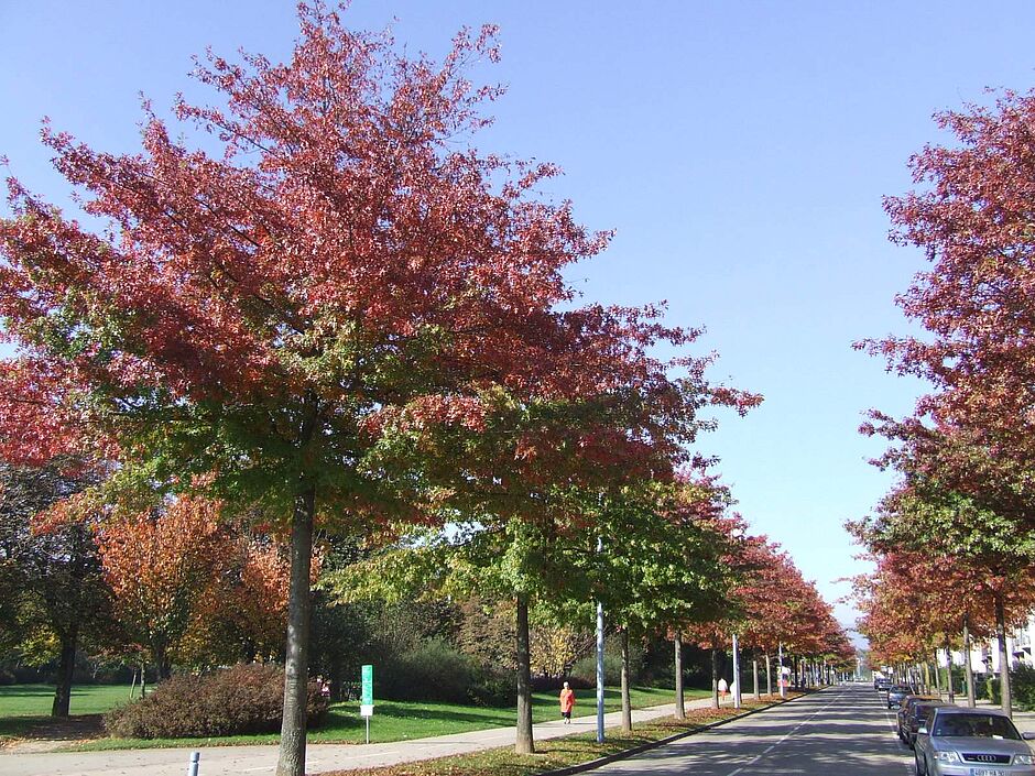 Avenue du Général Gambiez, Chênes des marais à l'automne. - Agrandir l'image, . 0octets (fenêtre modale)