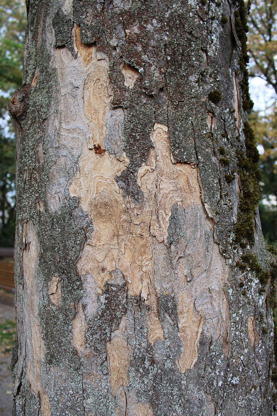 Photo d'une écorce d'un Acer platanoides situé dans le square Carlos Bohn (Roseraie). - Agrandir l'image, . 0octets (fenêtre modale)