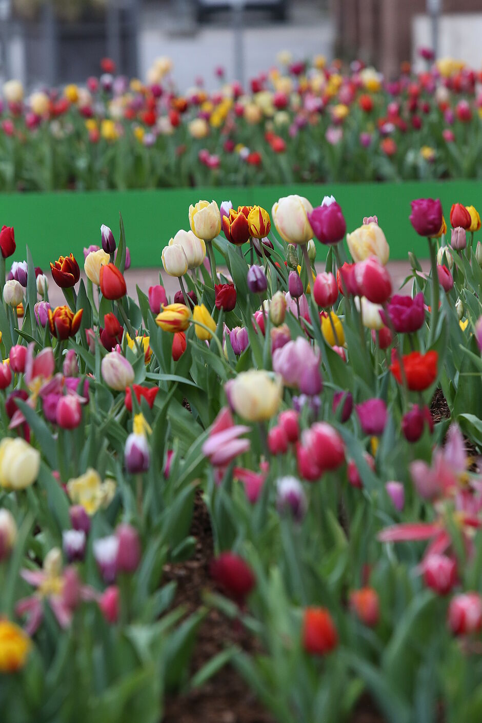 Un parterre de tulipes pleines de vie. - Agrandir l'image, . 0octets (fenêtre modale)