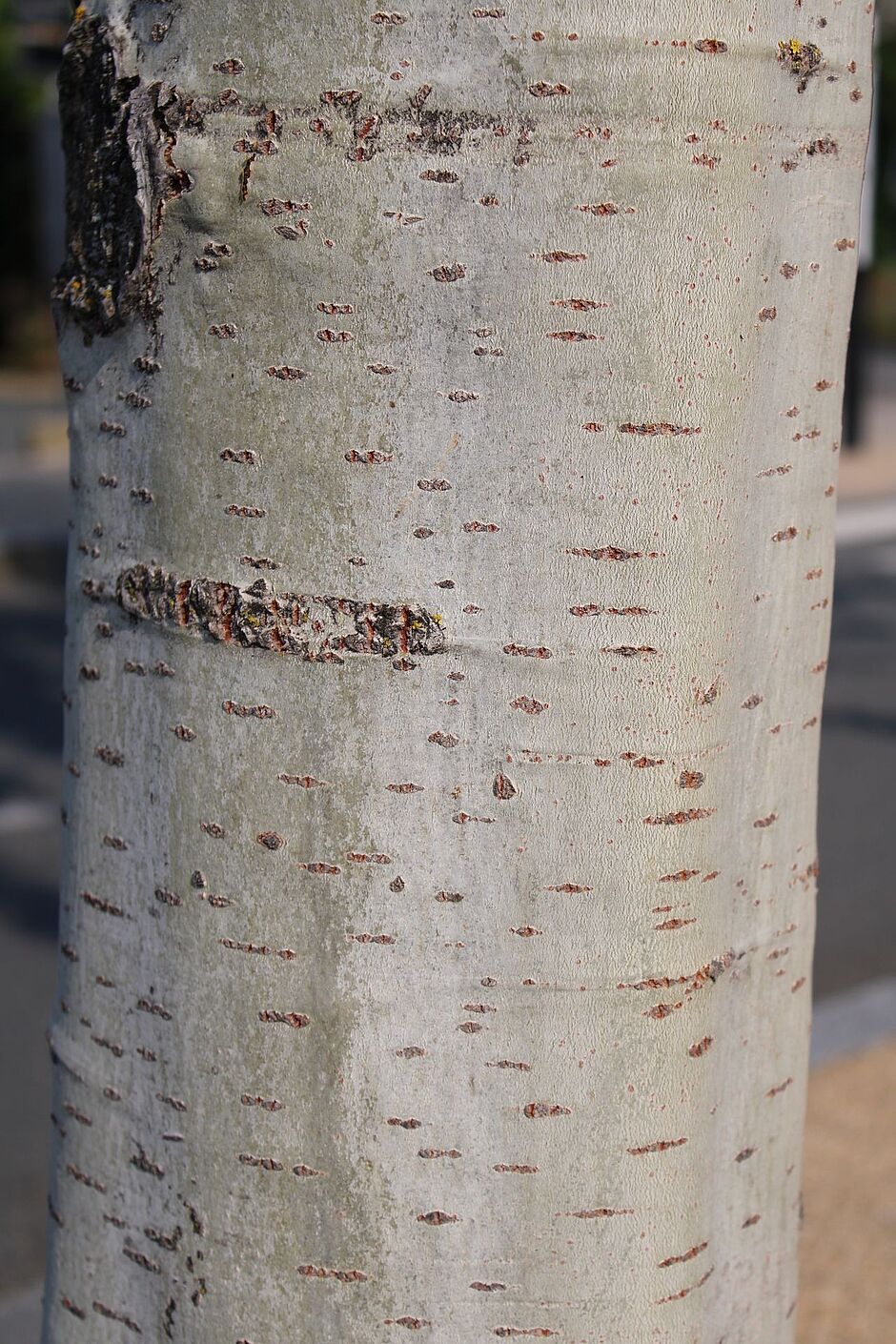 Photo de l'écorce d'un Populus x canadensis 'Robusta' rue de Madrid. - Agrandir l'image, . 0octets (fenêtre modale)
