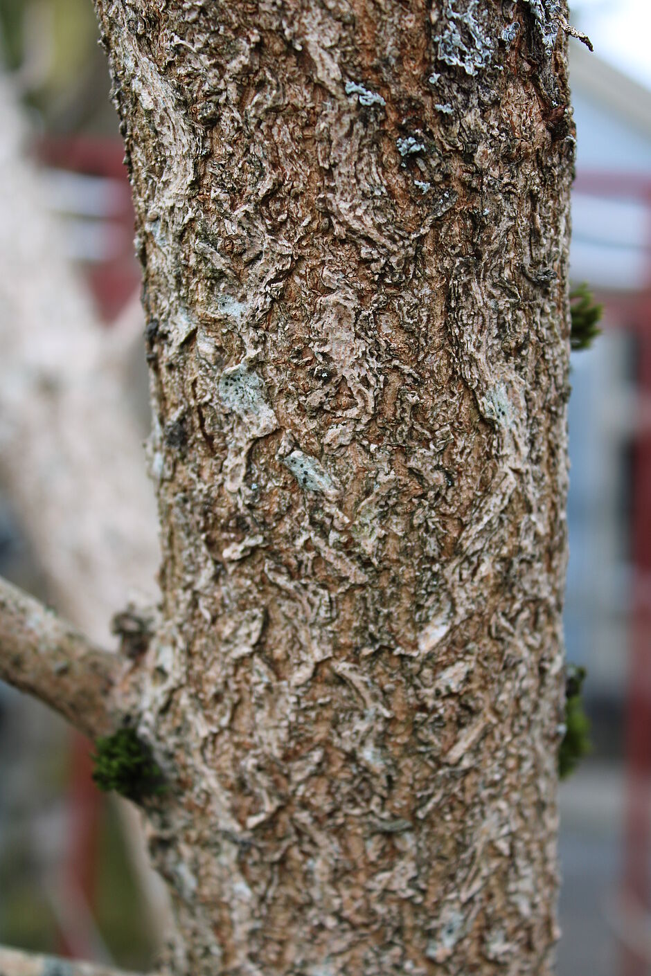 Photo d'une écorce d'Aesculus pavia situé dans le square Carlos Bohn (Roseraie). - Agrandir l'image, . 0octets (fenêtre modale)