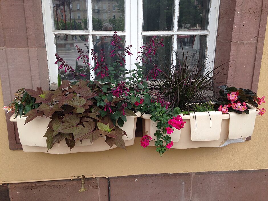 Ensemble de jardinières en place sur la façade de l'Hôtel de Ville. La photographie présente un ensemble de jardinières avec la sauge love and wishes. Photo prise le 29 juin 2018. - Agrandir l'image, . 0octets (fenêtre modale)