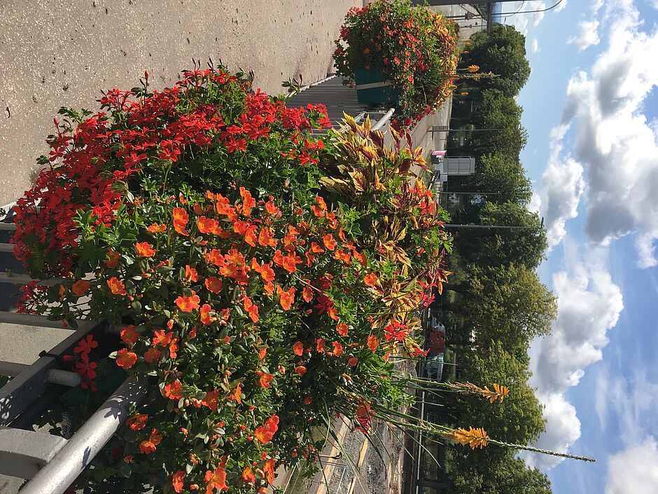 Jardinières du pont de Roubaix. - Agrandir l'image, . 0octets (fenêtre modale)