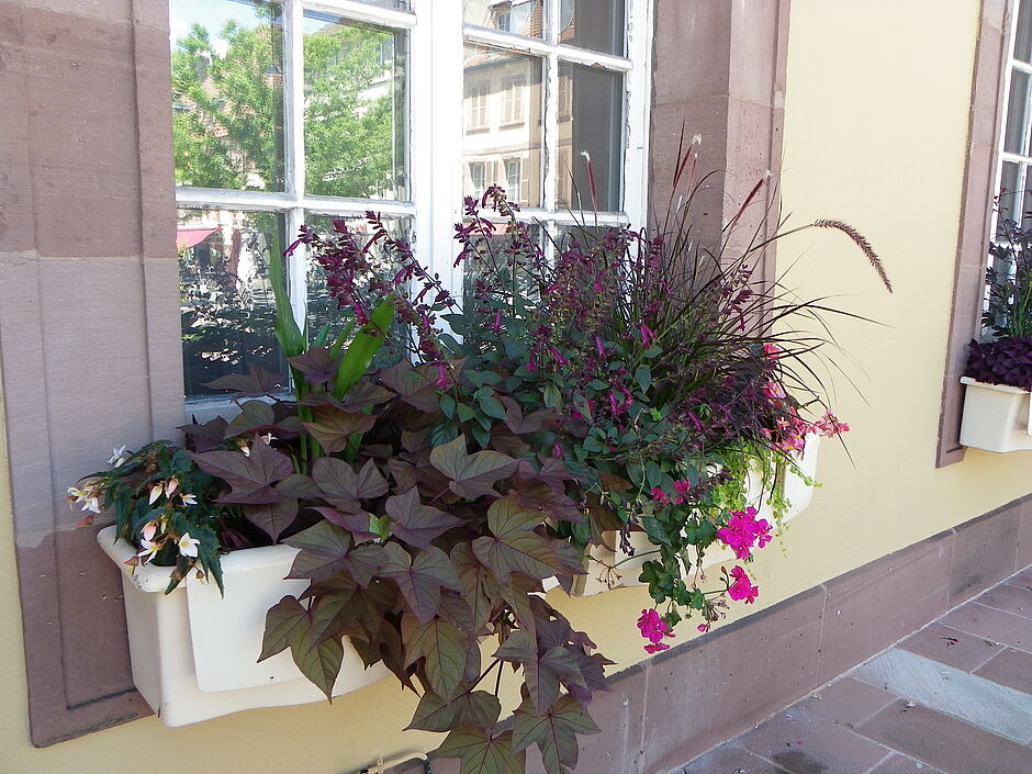 Jardinières en place sur la façade de l'Hôtel de Ville. Photo prise le 29 juin 2018. - Agrandir l'image, . 0octets (fenêtre modale)