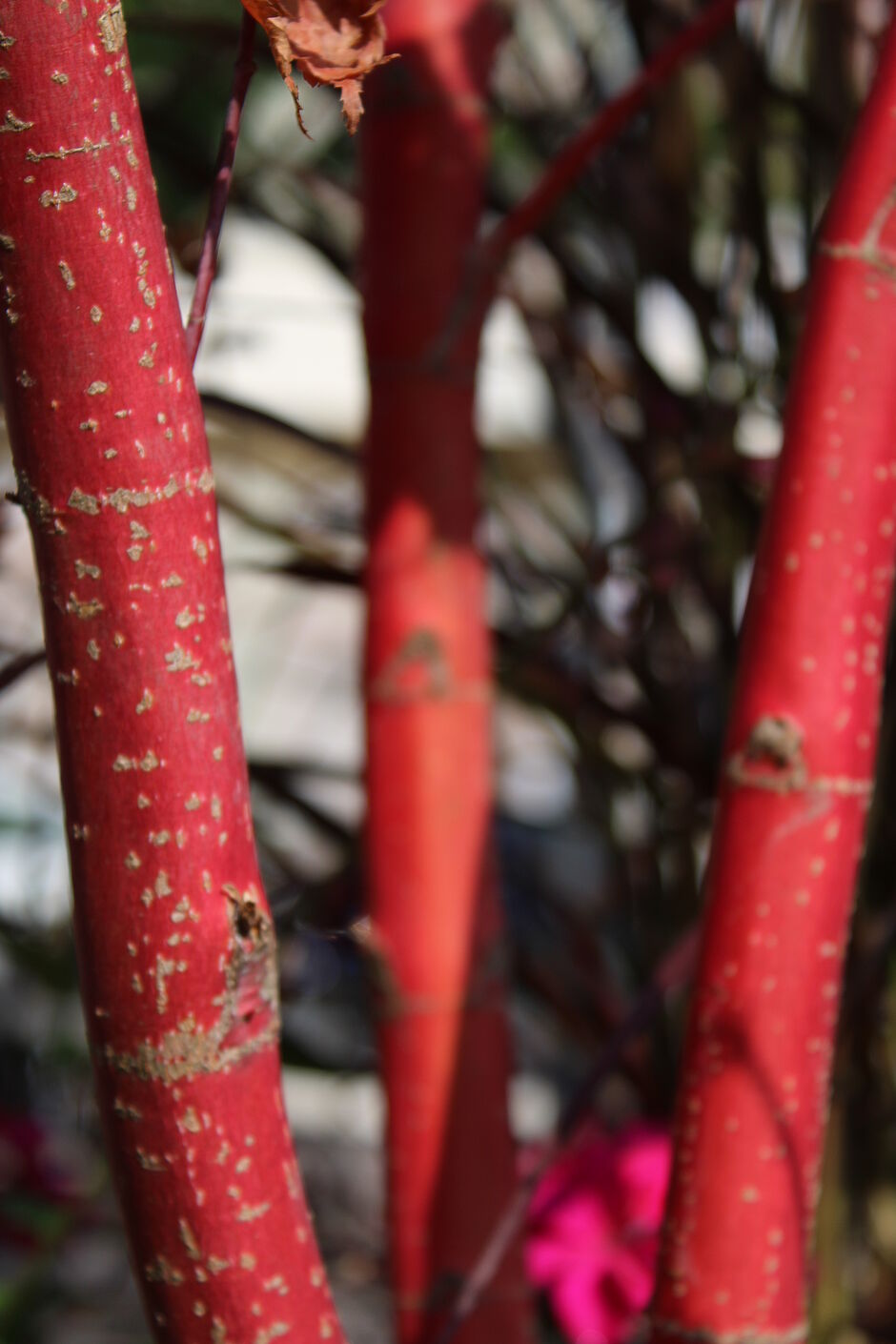 Photo de l'écorce d'un Acer palmatum 'Sango Kaku' Place d'Armes. - Agrandir l'image, . 0octets (fenêtre modale)