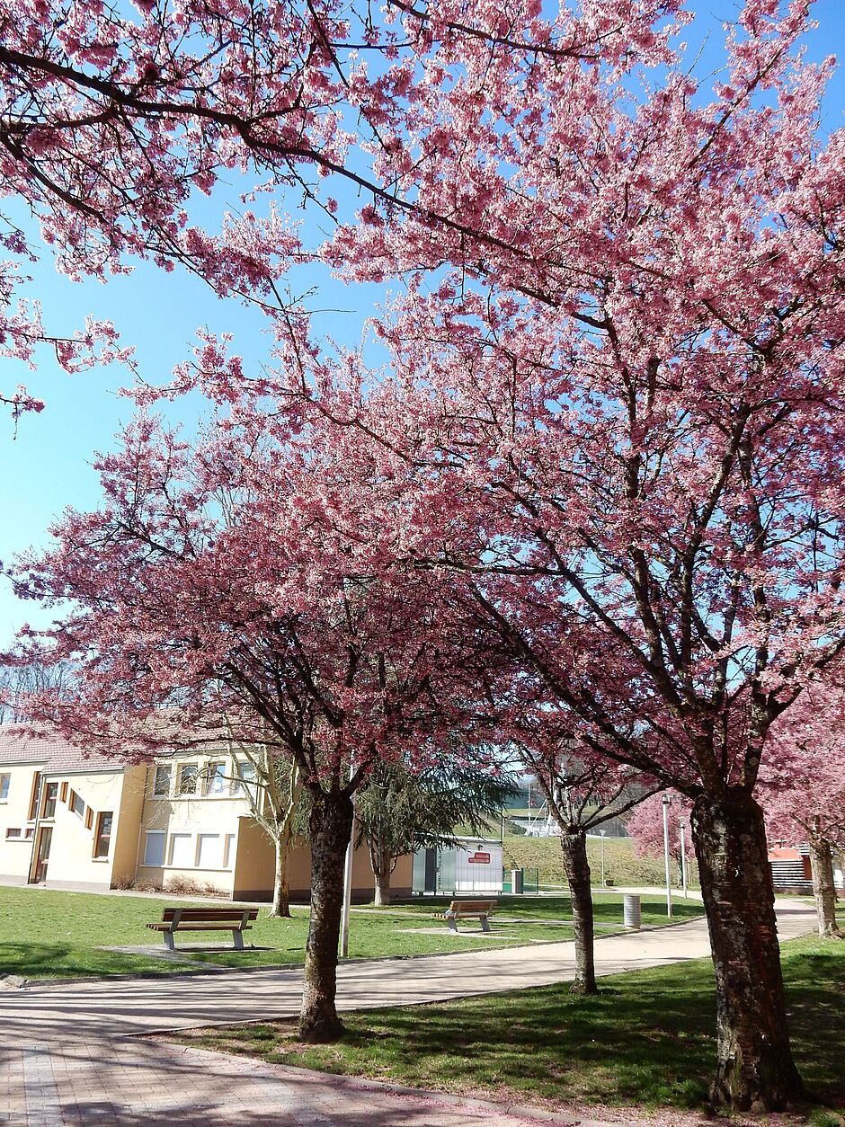 Quartier Bougenel, Prunus. - Agrandir l'image, . 0octets (fenêtre modale)