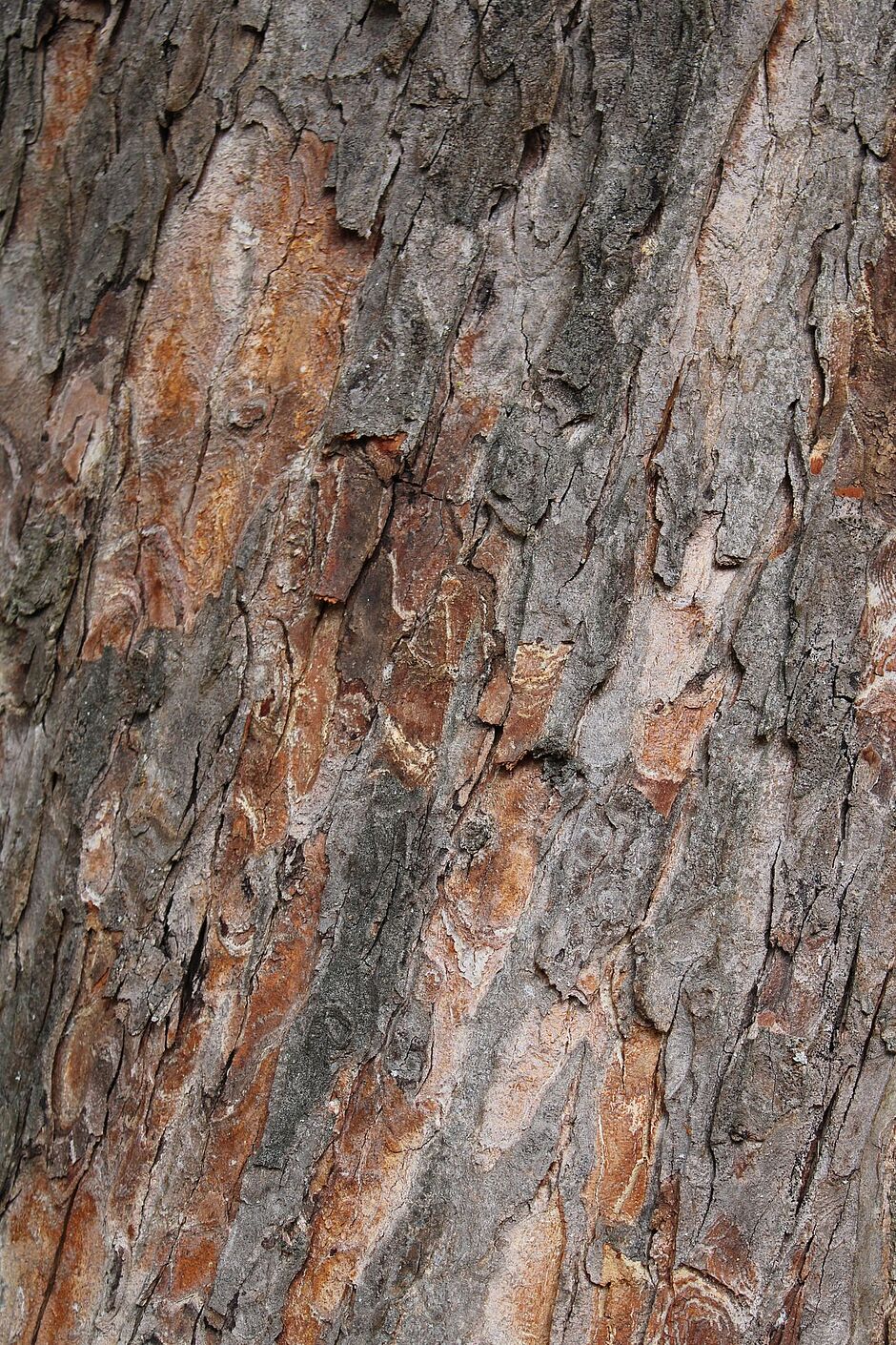 Photo de l'écorce d'un Aesculus hippocastanum vers l'allée Jean-François Bougenel. - Agrandir l'image, . 0octets (fenêtre modale)