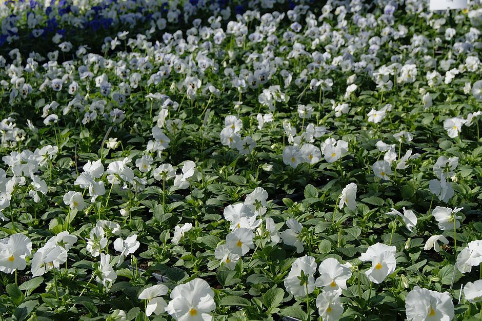 1120 pensées PANOLA PANOLA WHITE  (blanc). Photo prise le 27 septembre 2018. - Agrandir l'image, . 0octets (fenêtre modale)