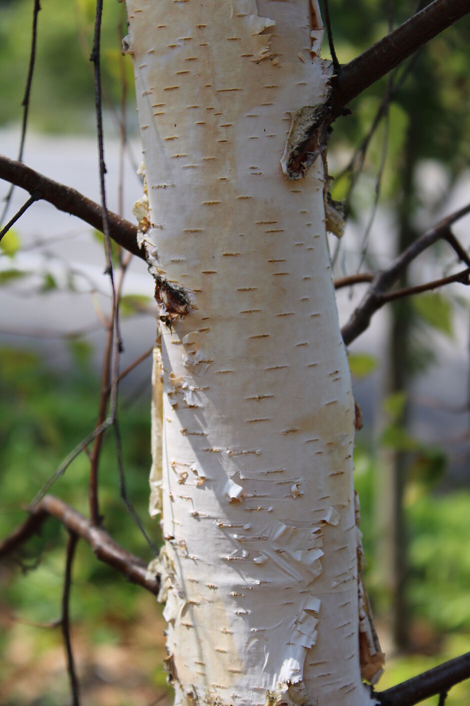 Photo de l'écorce d'un Betula près du Conservatoire à Rayonnement Départemental. - Agrandir l'image, . 0octets (fenêtre modale)