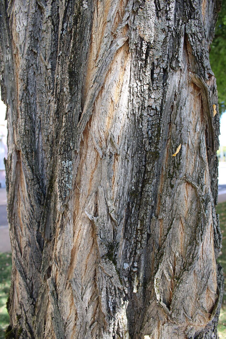 Photo de l'écorce d'un Robinia pseudoacacia place de la Résistance. - Agrandir l'image, . 0octets (fenêtre modale)