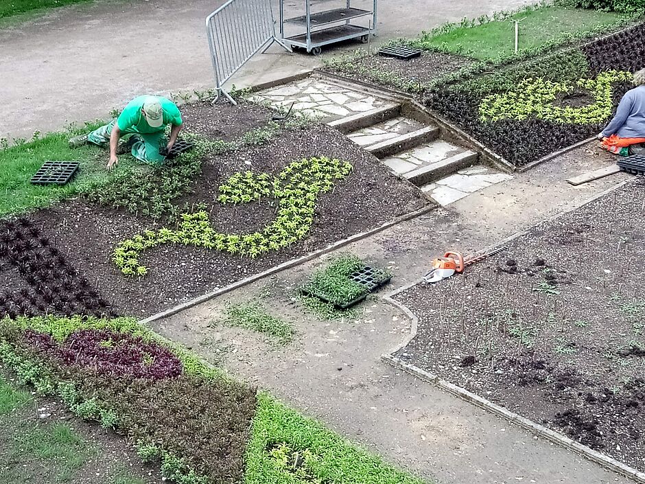 Vue de la mosaïque de la "partie basse" en cours de plantation dans le square Emile Lechten. Les jardiniers municipaux se servent du piquetage de petits bois, pour réaliser le dessin, d'après le plan qui leur a été remis. Photo prise le 28 mai 2018. - Agrandir l'image, . 0octets (fenêtre modale)