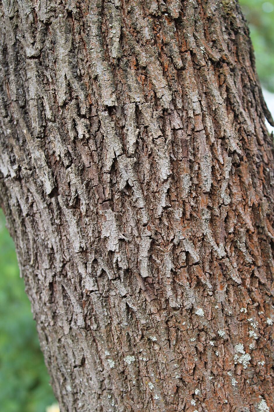 Photo d'une écorce d'un Cercis siliquastrum situé dans le square Carlos Bohn (Roseraie). - Agrandir l'image, . 0octets (fenêtre modale)