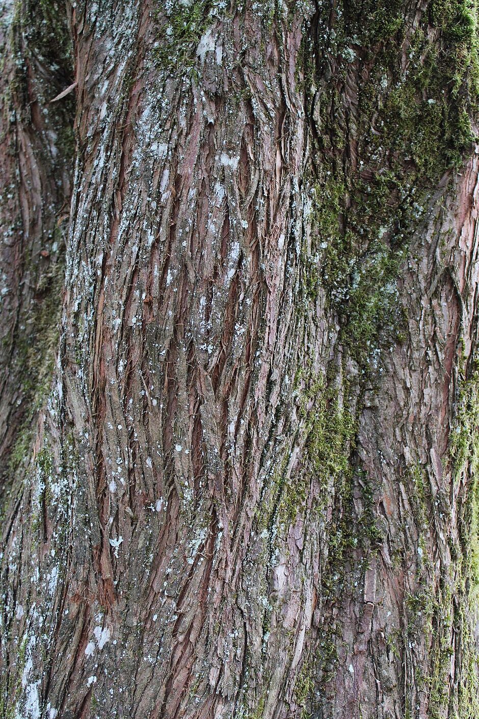 Photo d'une écorce d'un Metasequoia situé dans le square Carlos Bohn (Roseraie). - Agrandir l'image, . 0octets (fenêtre modale)
