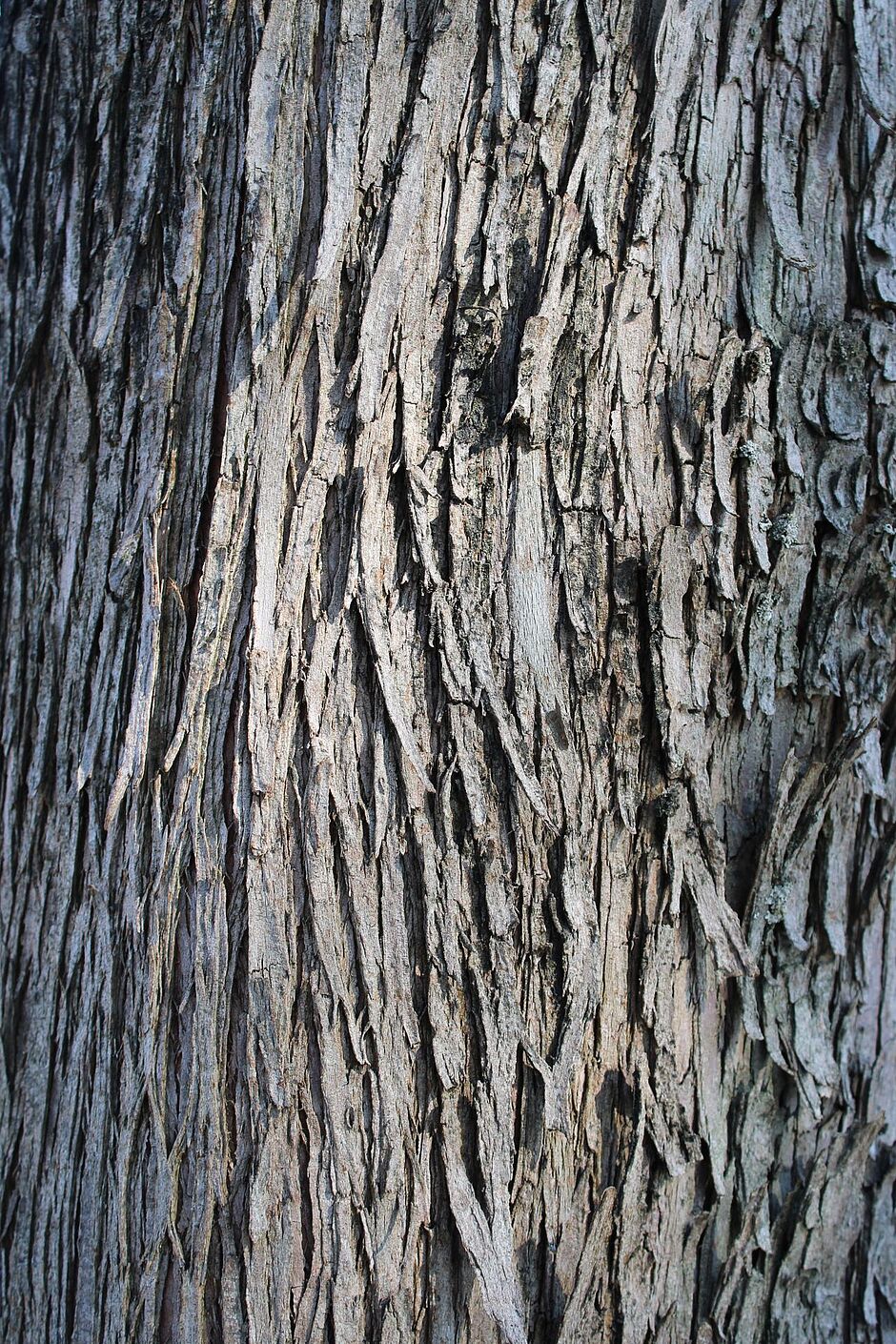 Photo de l'écorce d'un Metasequoia  glyptostroboides sur le Boulevard John F Kennedy. - Agrandir l'image, . 0octets (fenêtre modale)