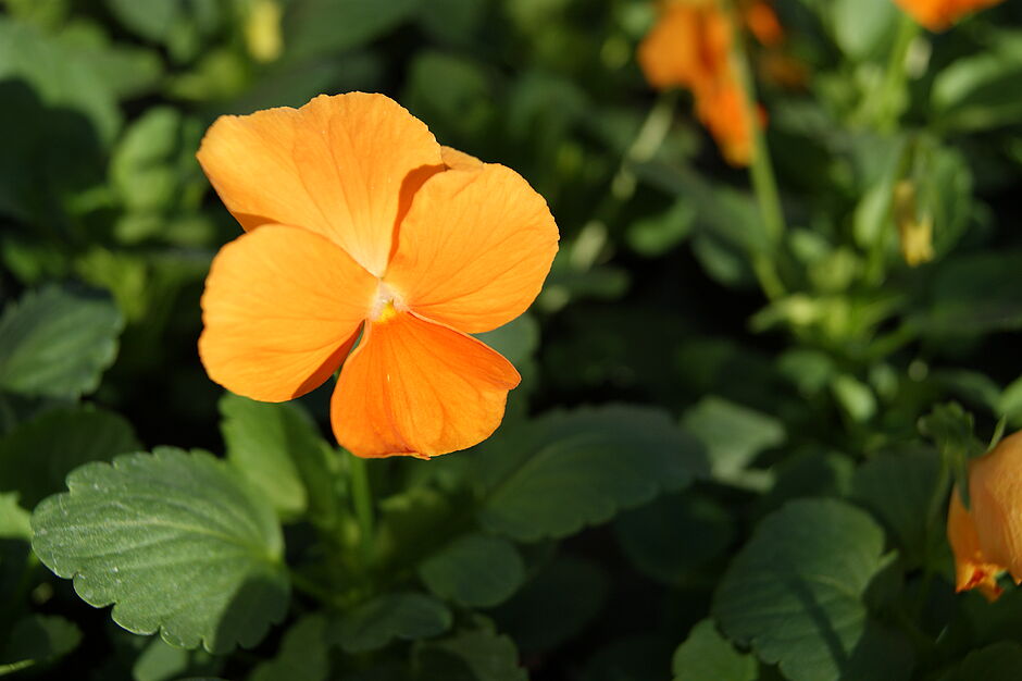 Détails de la pensée PANOLA DEEP ORANGE (orange foncé) Photo prise le 27 septembre 2018. - Agrandir l'image, . 0octets (fenêtre modale)