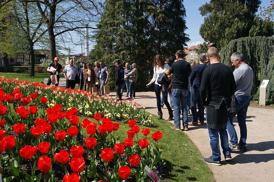 Une fin de journée bien remplie devant une éclosion de bulbes de tulipes bien réguliers et aux couleurs parfaites. - Agrandir l'image, . 0octets (fenêtre modale)