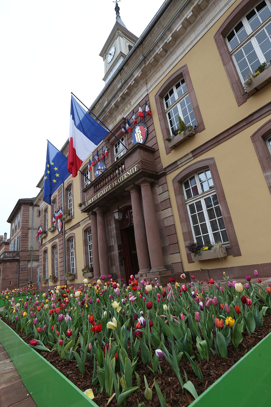 Un bac avec ses plantations de tulipes en mélange. - Agrandir l'image, . 0octets (fenêtre modale)