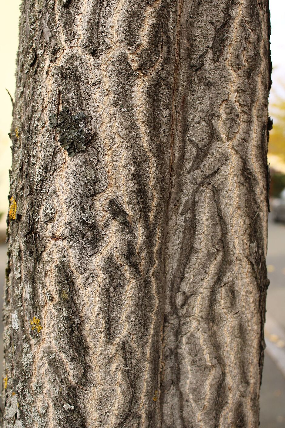 Photo de l'écorce d'un Ginkgo biloba rue Jean Dollfus. - Agrandir l'image, . 0octets (fenêtre modale)